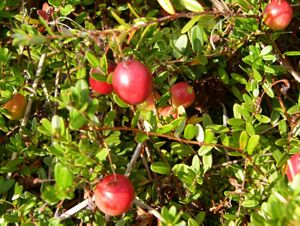 Ripe red berries hang from green branches.